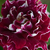 Czerwono - biały  - Róże Hybrid Perpetual - Roger Lambelin